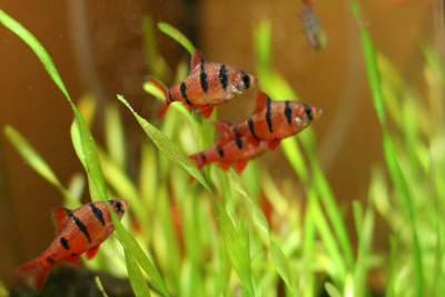 Барбус Пятиполосый PREMIUM